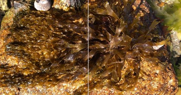identification algue Quiberon