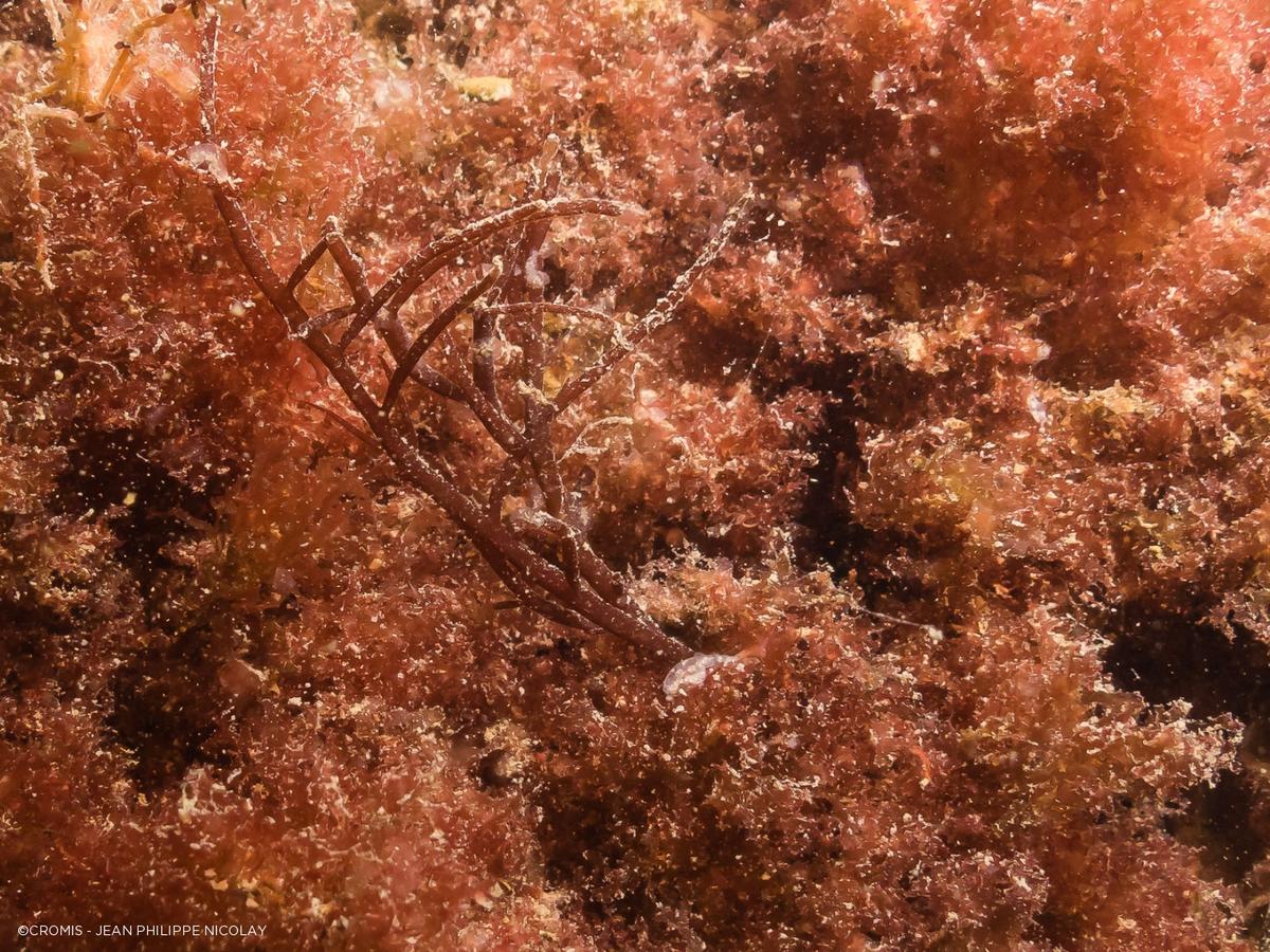 Identification algue rouge Zélande