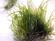 identification algues verte