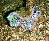 identification anemone