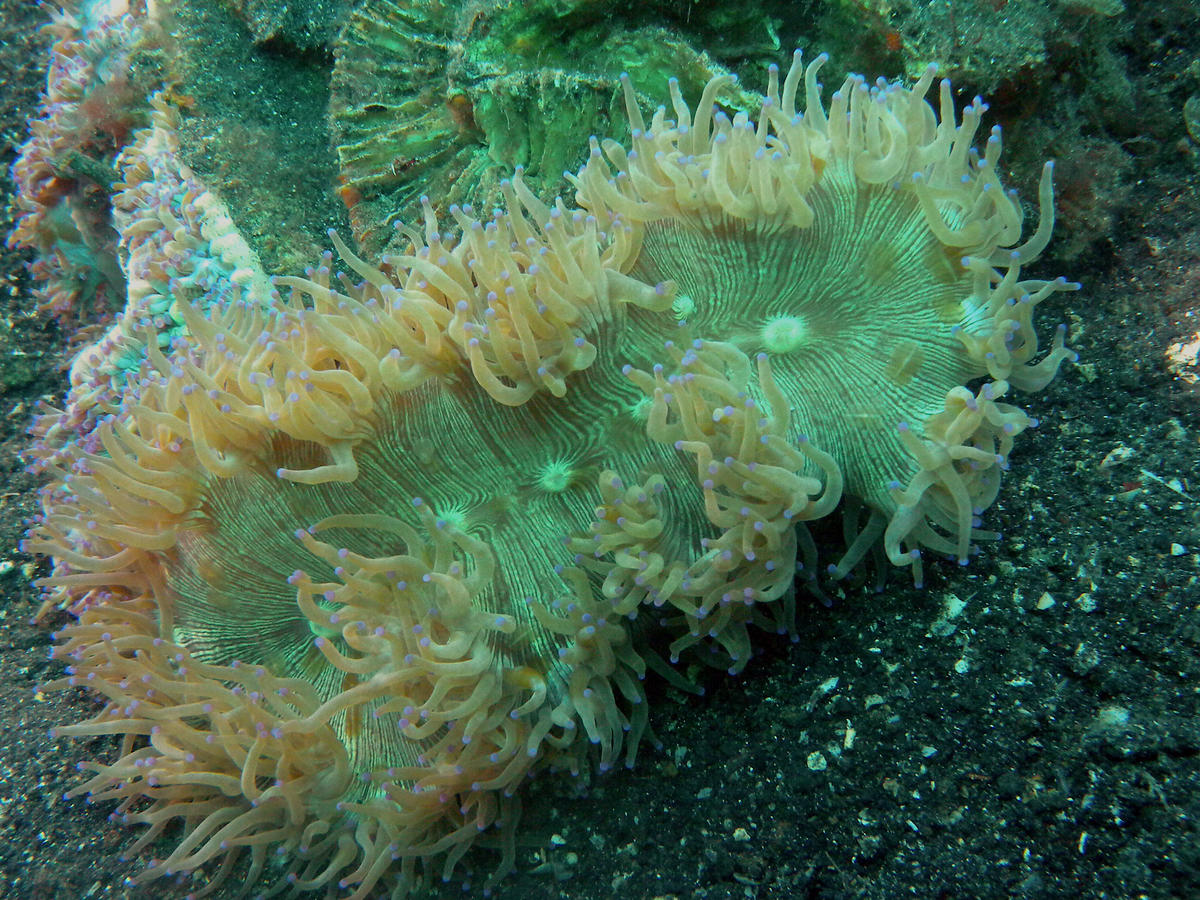 <p><a href="http://www.recifs.org/modules.308.html"></a><strong><em>Catalaphyllia jardinei:</em></strong> Ce n'est pas une anémone mais un corail d...