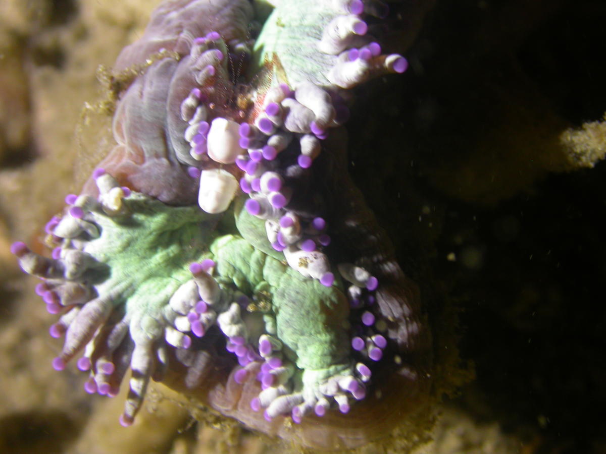 <p>j'avais rencontré cette association lors de ma toute première plongée à Lembeh, en 2018...</p><p>amicalement</p><p>Hervé</p>