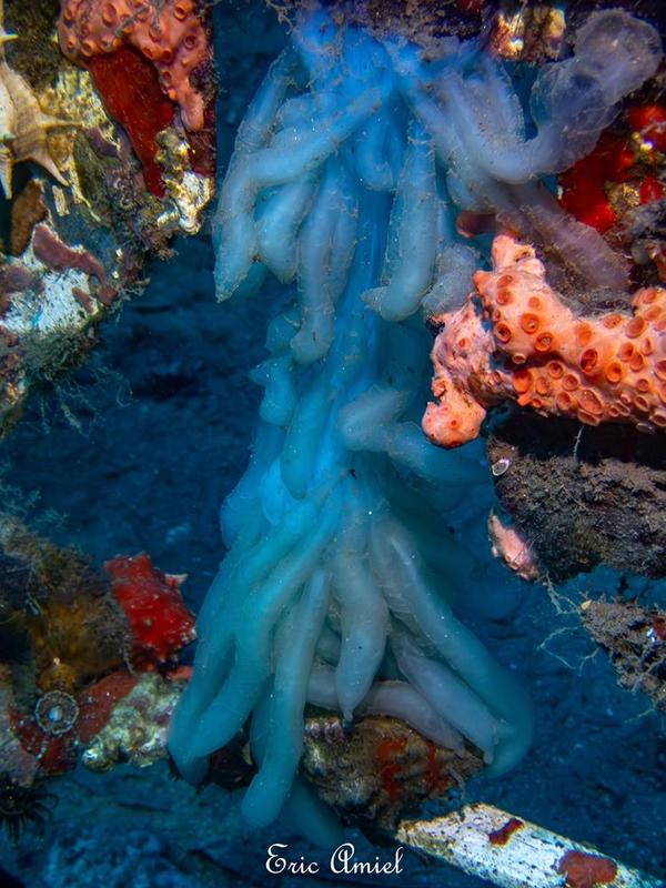 Identification anémone