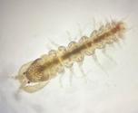 Identification arthropode