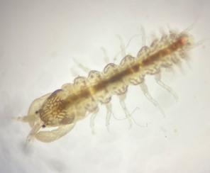 Identification arthropode