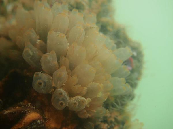 Identification ascidian