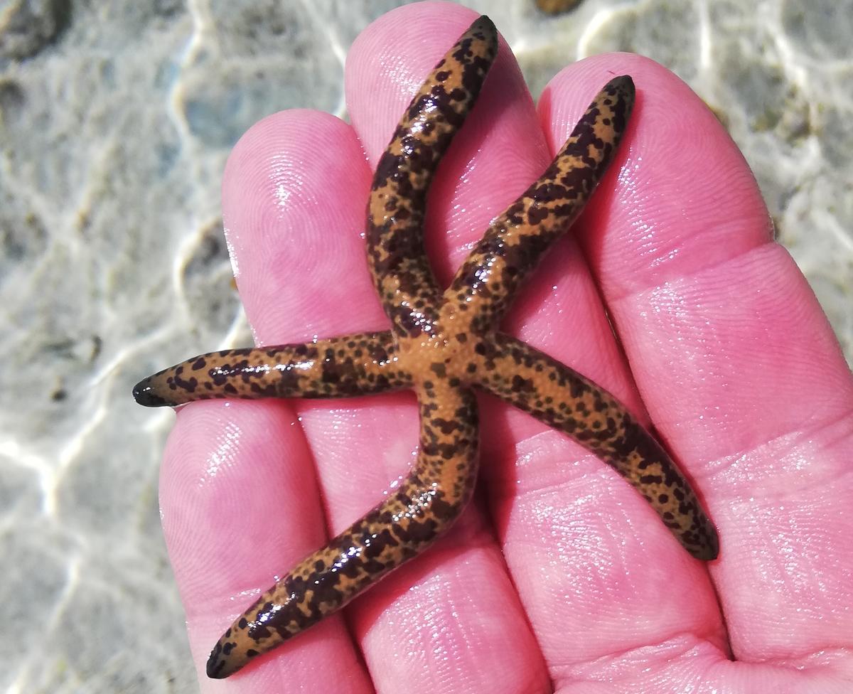 identification (Astérie Zanzibar)