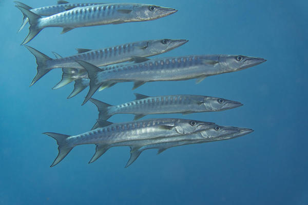 Identification barracuda Ile de la Reunion