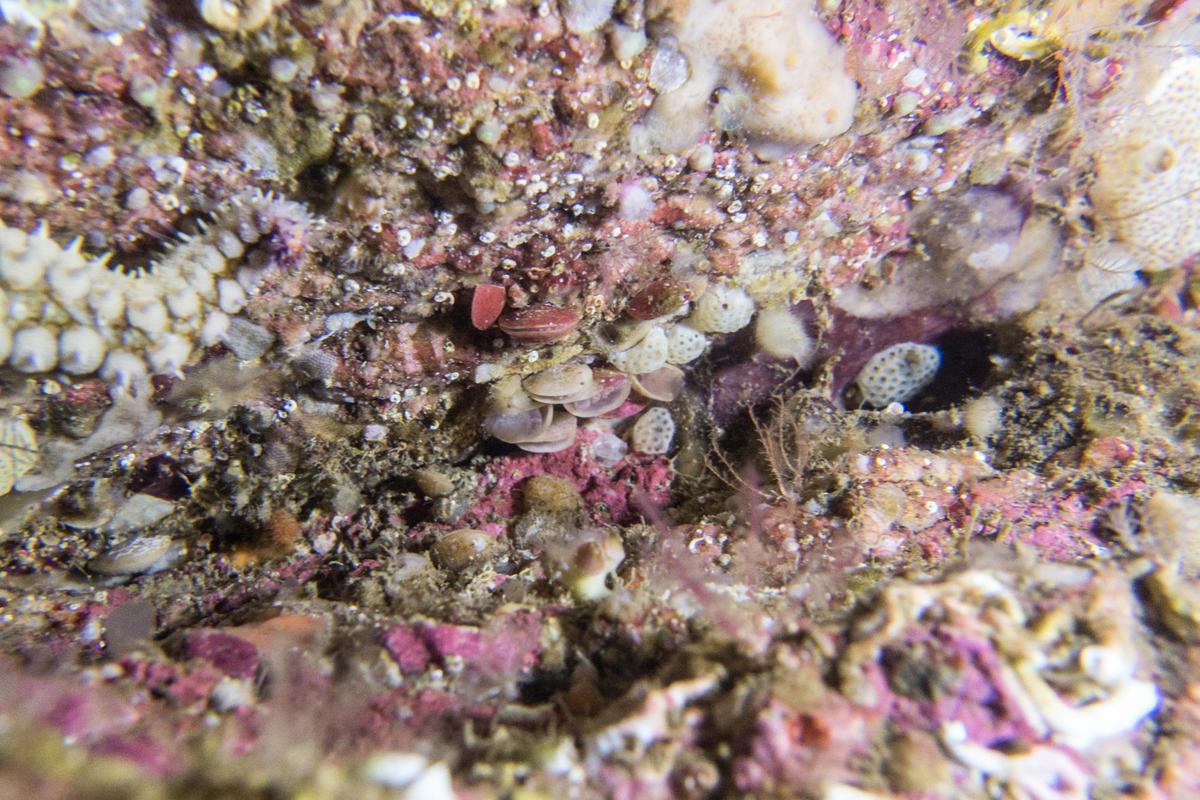 Identification Brachiopodes