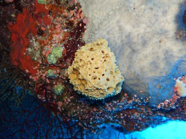 Identification bryozaire mer rouge