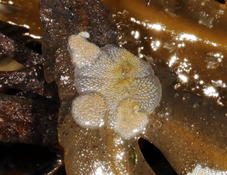 Identification Bryozoaire