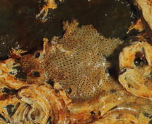 Identification bryozoaire