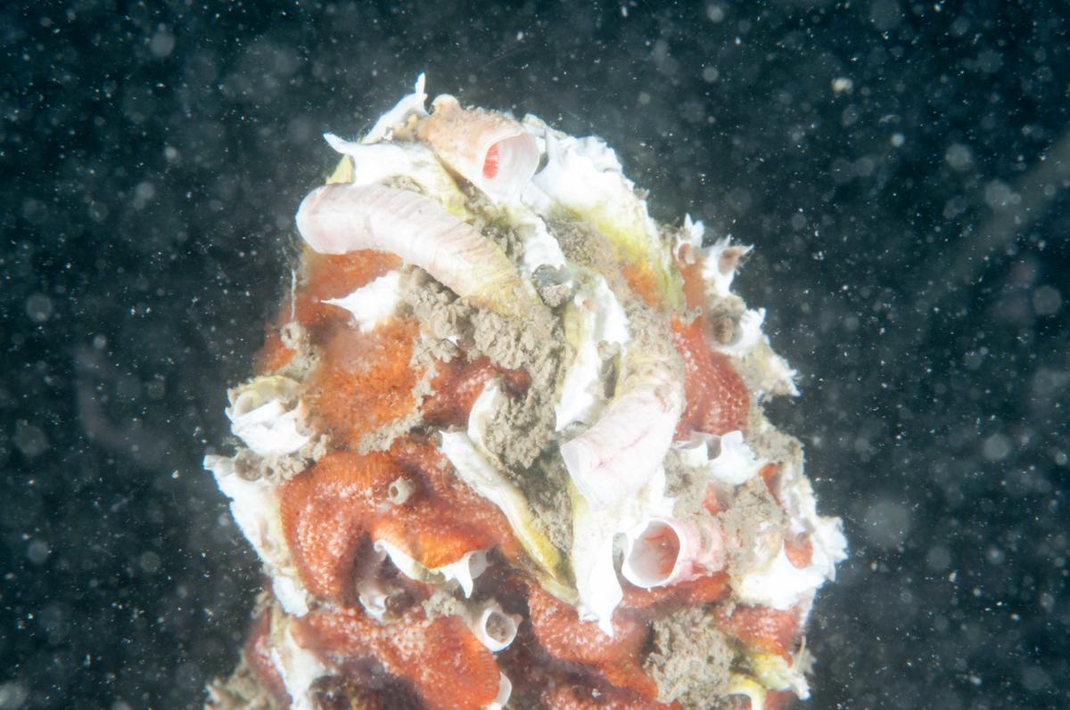 Identification Bryozoaire et polychètes Méditerranée