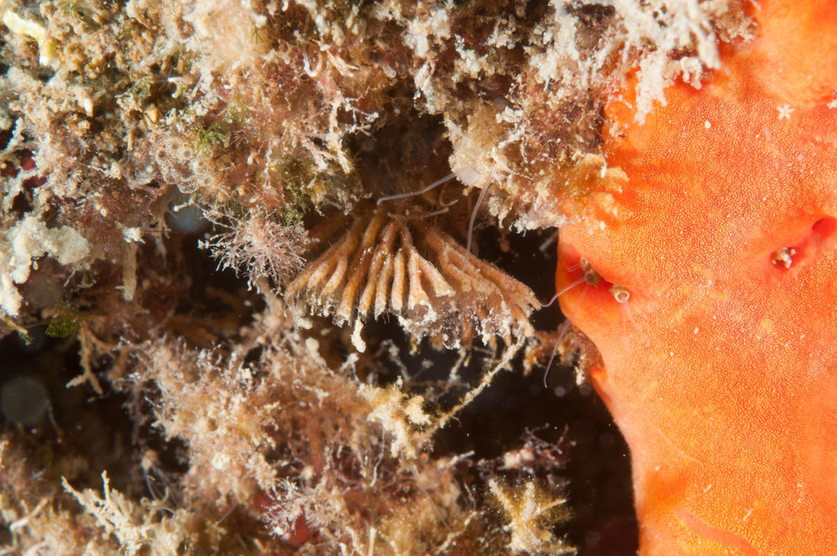 Identification Bryozoaires Médinterranée