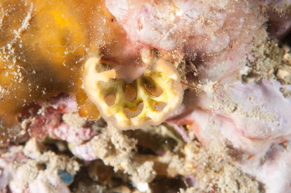 Identification Bryozoaires Méditerranée