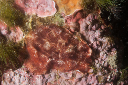 Identification Bryozoaires Méditerranée