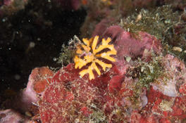 Identification Bryozoaires Méditerranée