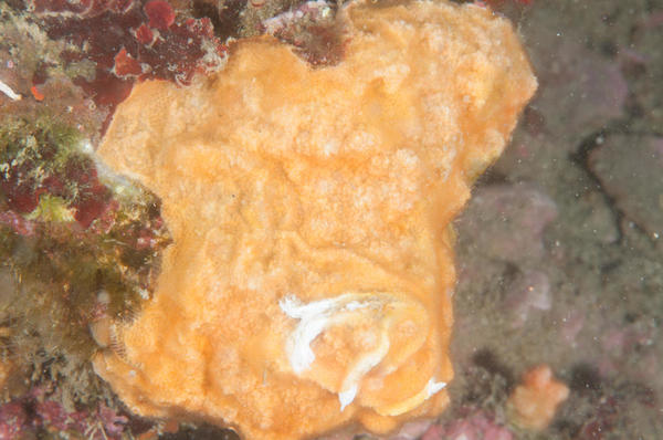 Identification bryozoaires Méditerranée