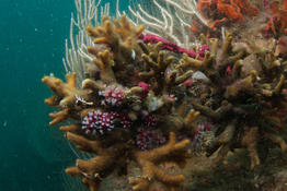 Identification bryozoaires Méditerranée