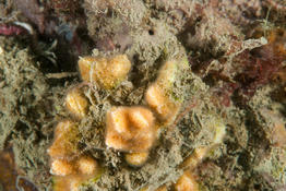 Identification bryozoaires Méditerranée