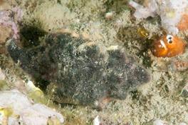 Identification bryozoaires Méditerranée