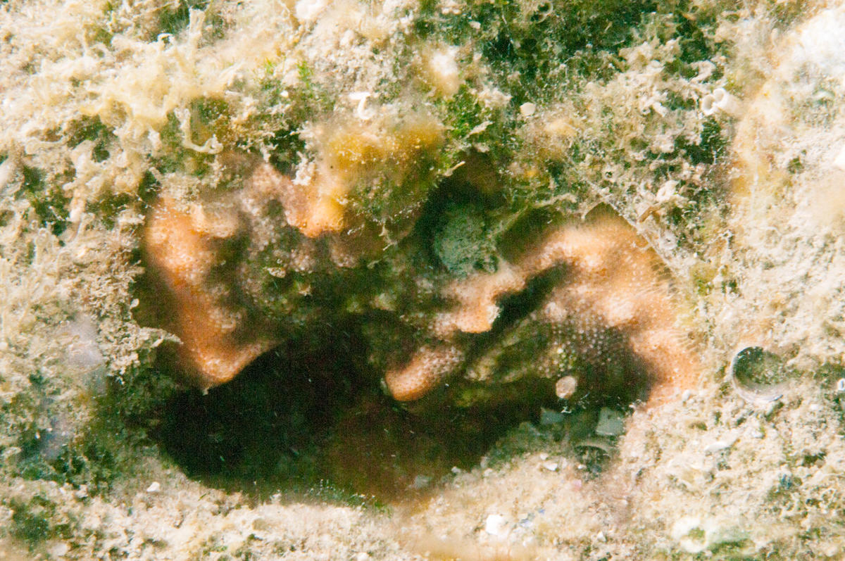 Identification bryozoaires Méditerranée