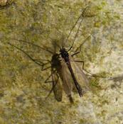 Identification chironome