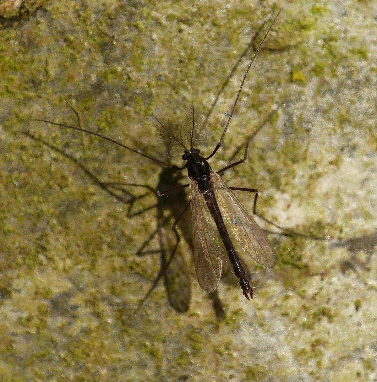 Identification chironome