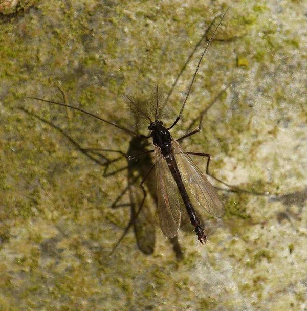 Identification chironome