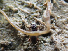 Identification coléoptère intertidal 1