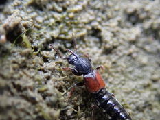 Identification coléoptère intertidal 2