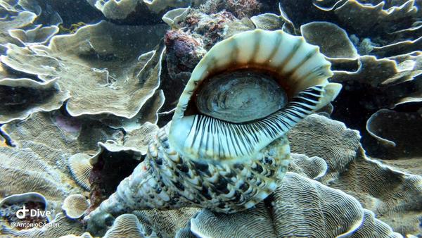 Identification (coquillage - Zanzibar)