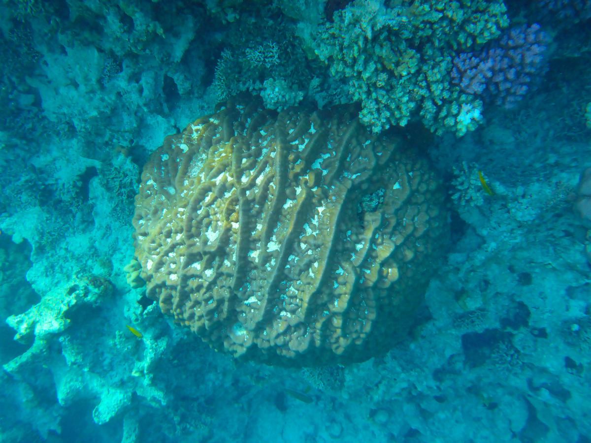Identification Corail ?