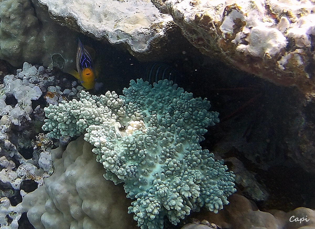 Identification corail