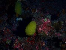 identification corail 