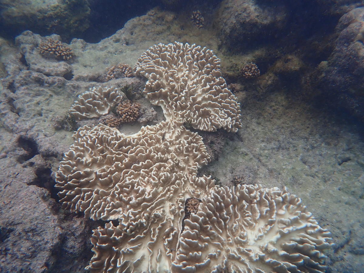Identification corail