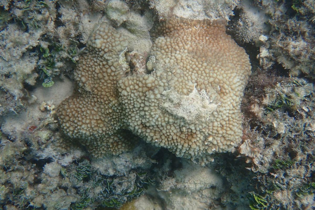 identification corail bienvenue