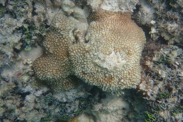 identification corail bienvenue