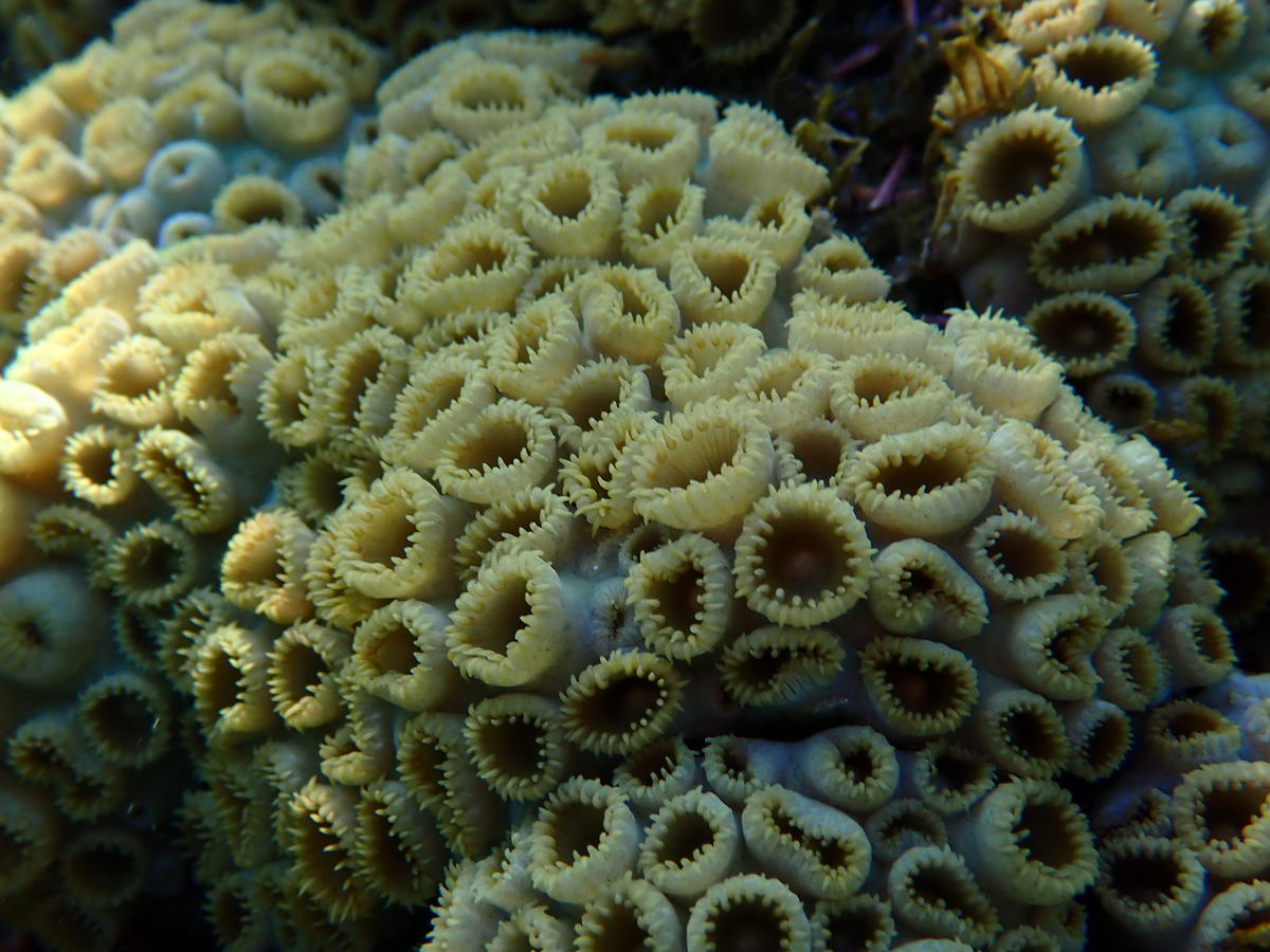 identification corail caraibes