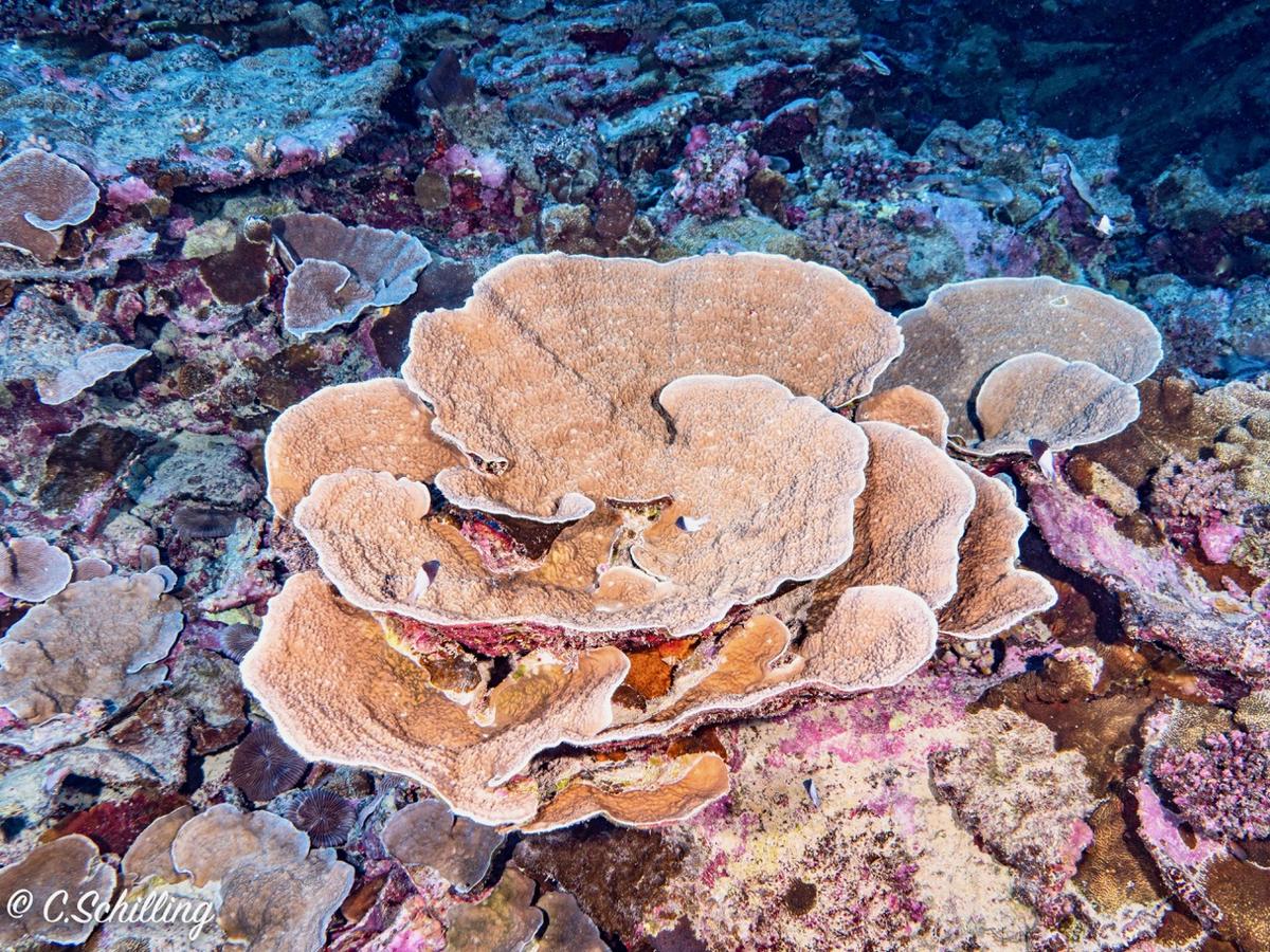 Identification corail dur