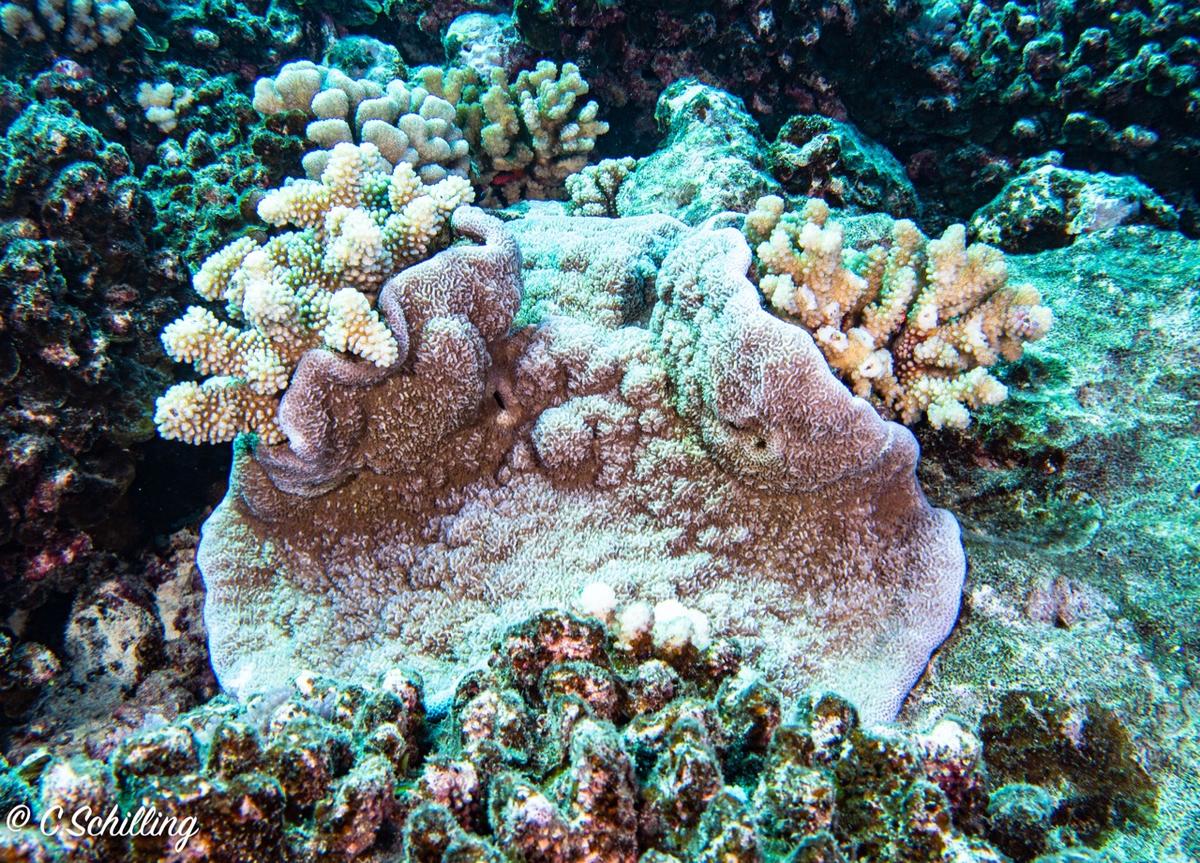 Identification corail dur