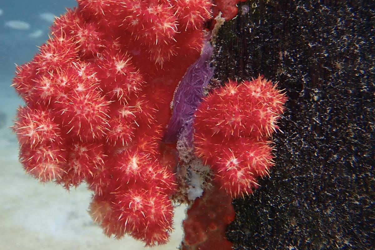 Identification Corail ? (Indonésie)