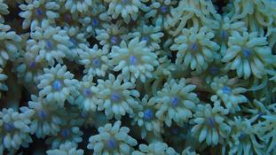 Identification Corail mou
