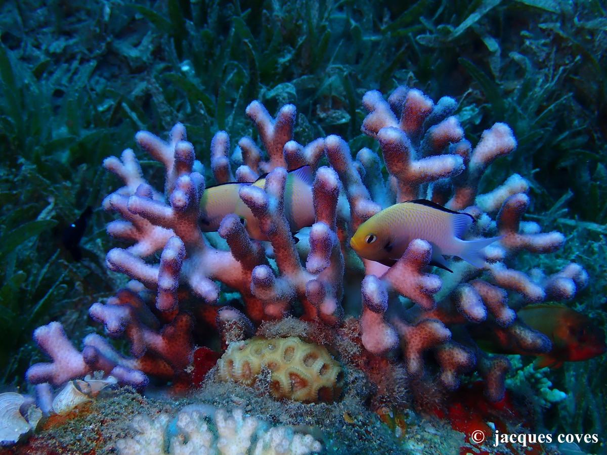 Identification coraux et poissons ?