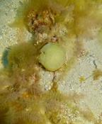 Identification Corse