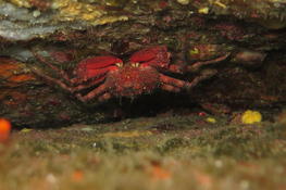 Identification crabe 