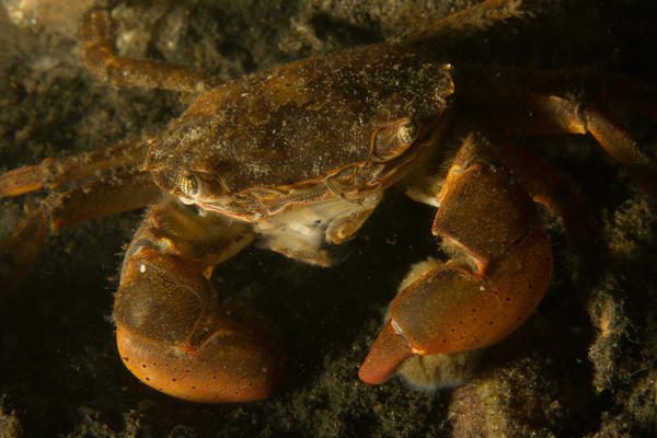 Identification Crabe ,