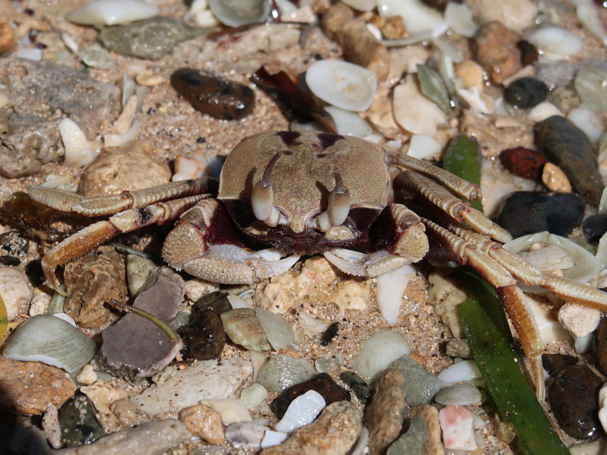 identification crabe