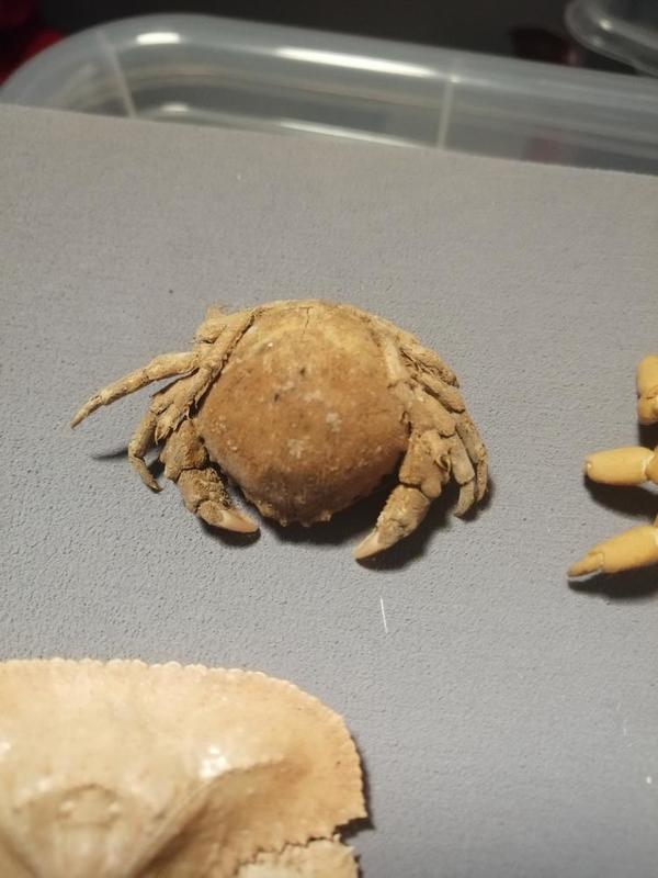 Identification Crabe