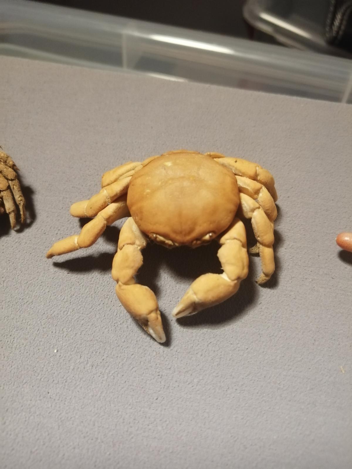 Identification Crabe